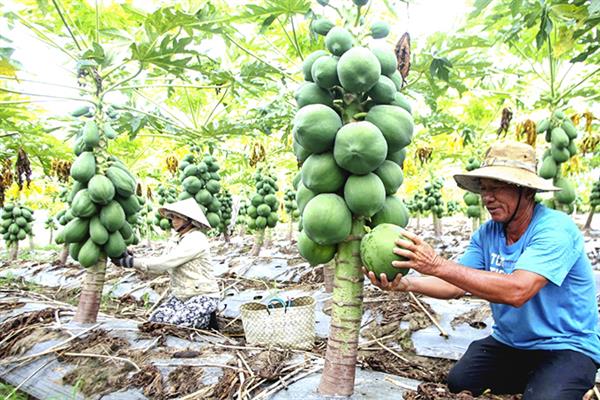 Ảnh minh họa. Ảnh: baokhanhhoa.vn.